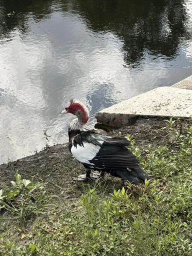 Muscovy duck on archer rd