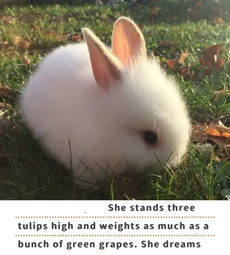 a small, round white bunny among grass and fallen leaves, overlaid with text from sanrio's website: "She stands three tulips high and weights as much as a bunch of green grapes. She dreams"