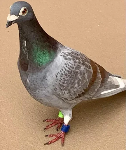 Lost Pigeon at Premier Pool