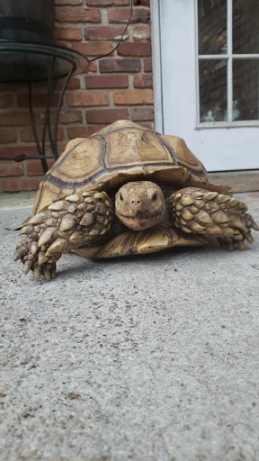 Anyone missing a tortoise?