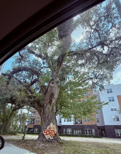 Save this Tree